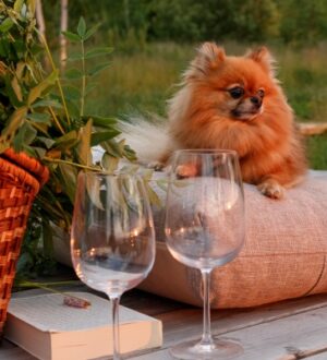 Новый уровень «дог-френдли»: энерго-отель «Ново-Окатово» разработал уникальные услуги для собак и их владельцев