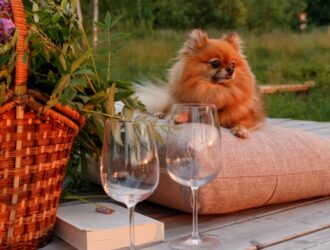 Новый уровень «дог-френдли»: энерго-отель «Ново-Окатово» разработал уникальные услуги для собак и их владельцев