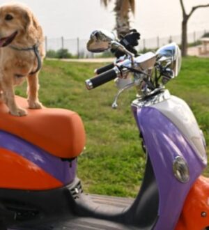 Lavanta.Ride: В Анталии открывается новый проект для поминутной аренды и инвестиций в скутеры для передвижения по городу